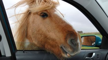 马舔了我的汽车涂料！动物耗时的汽车保险公司每年100万英镑